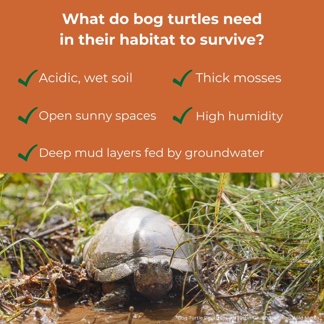 Meet the Bog Turtle: The Tiniest Turtle in North America | Defenders of ...